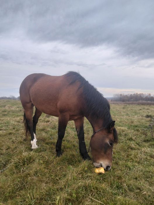 Кобила молода...