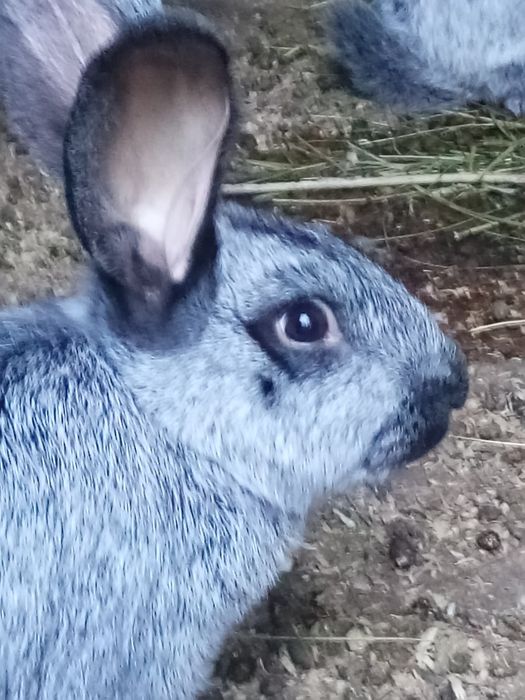 Кроли. Кролики .