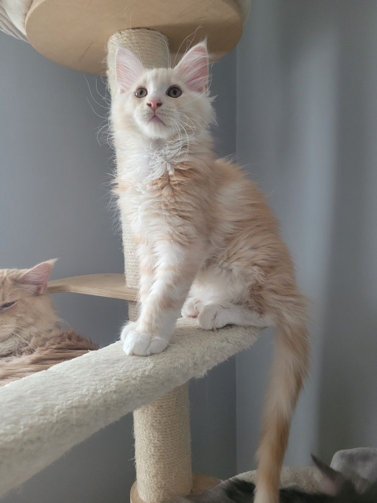 Kocurek Maine Coon z prawem hodowlanym