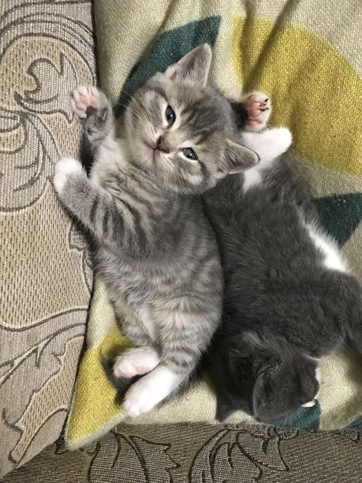 Кошенята Мама Скотішфолд