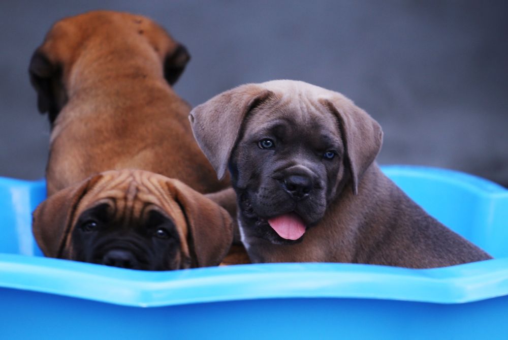 Розплідник пропонує