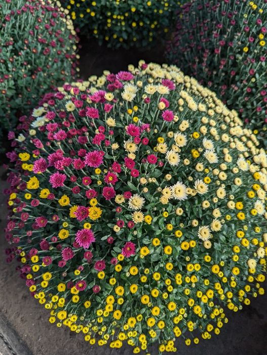 Chryzantemy drobnokwiatowe