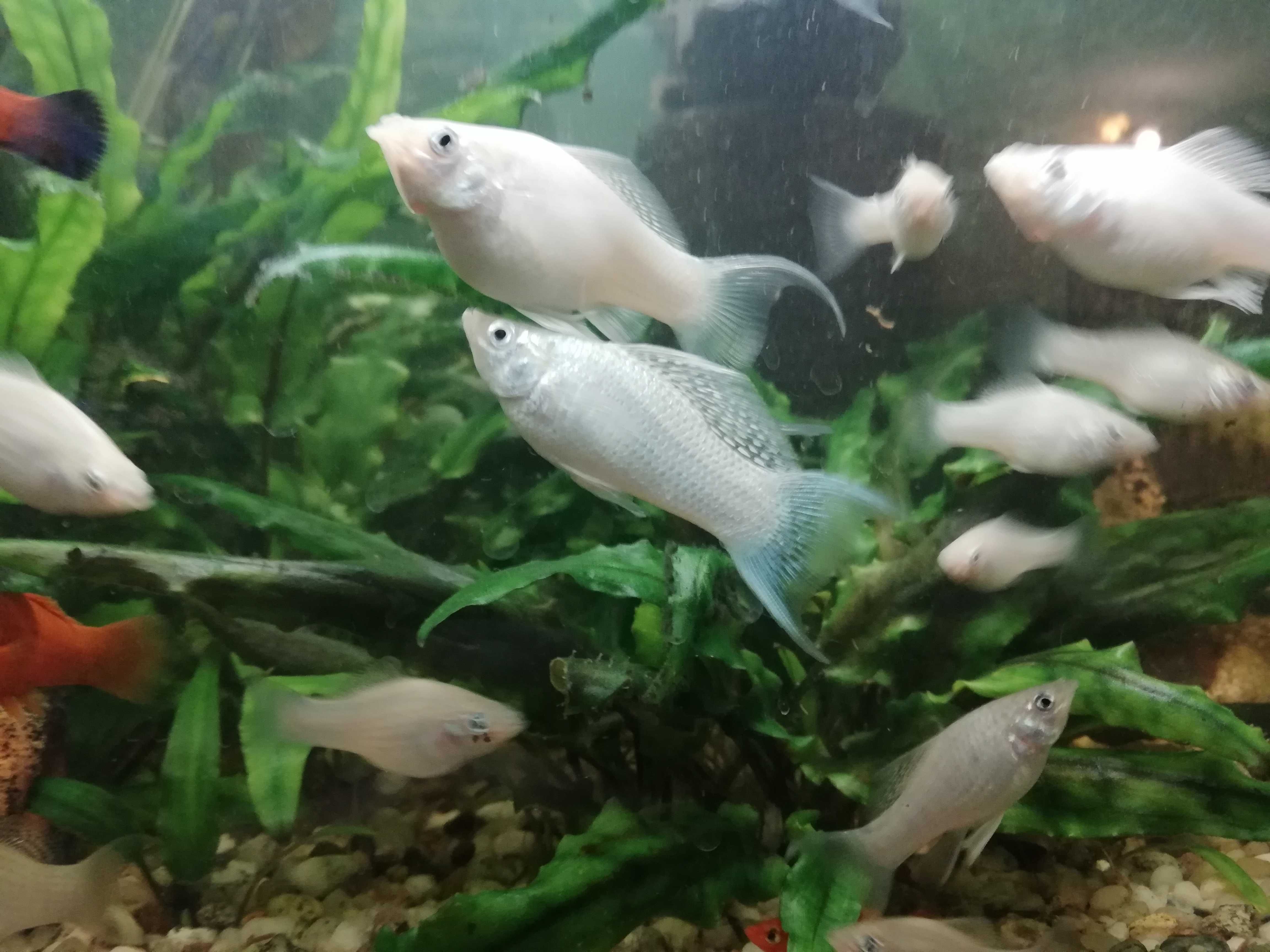Ryby akwariowe molinezja biała młode