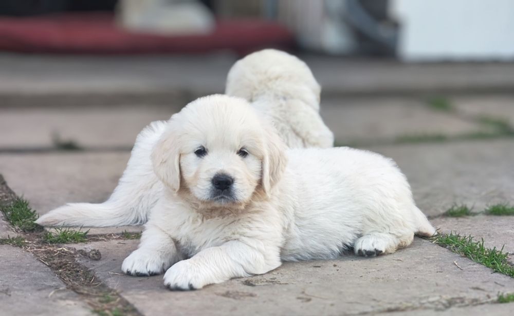 Золотистий ретривер golden retriever