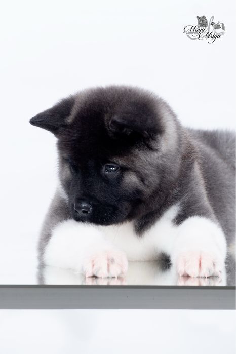 Американська акіта/ американская акита / american akita