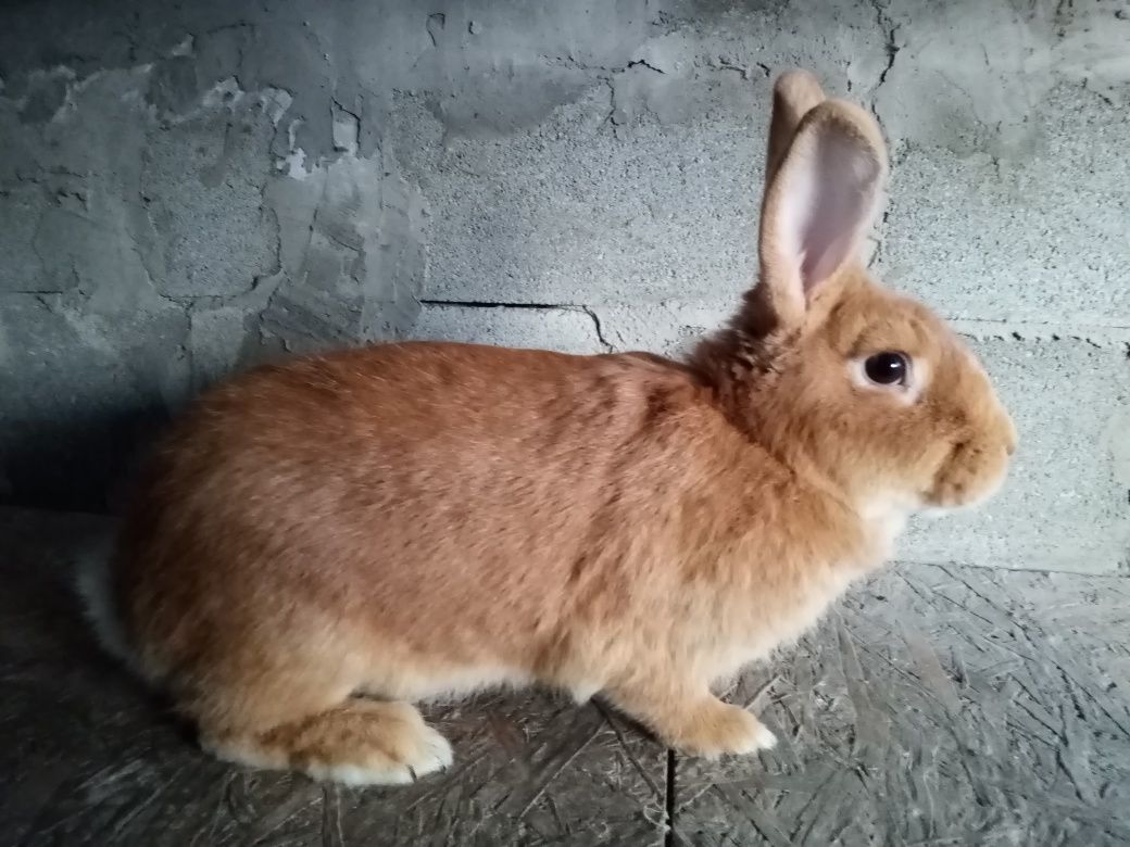 Продам самку породи бургунці