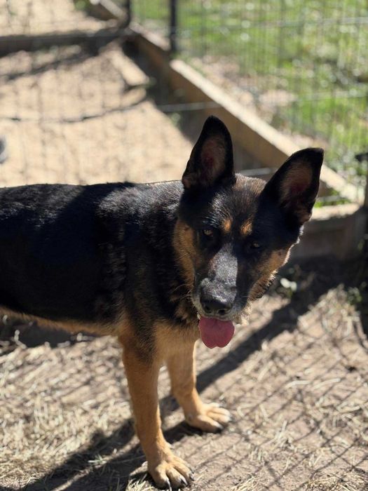 Piękna owczarka Berta do adopcji
