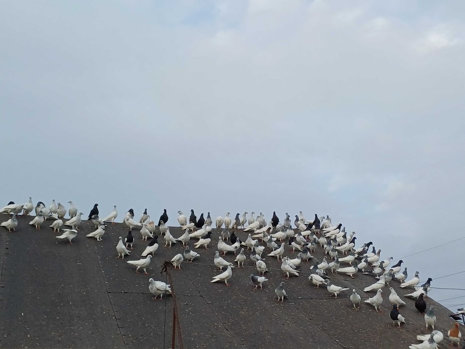 Sprzedam lot gołębi ganianych około 150 szt