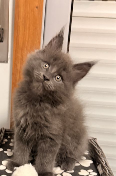 Gatinho Maine Coon com LOP