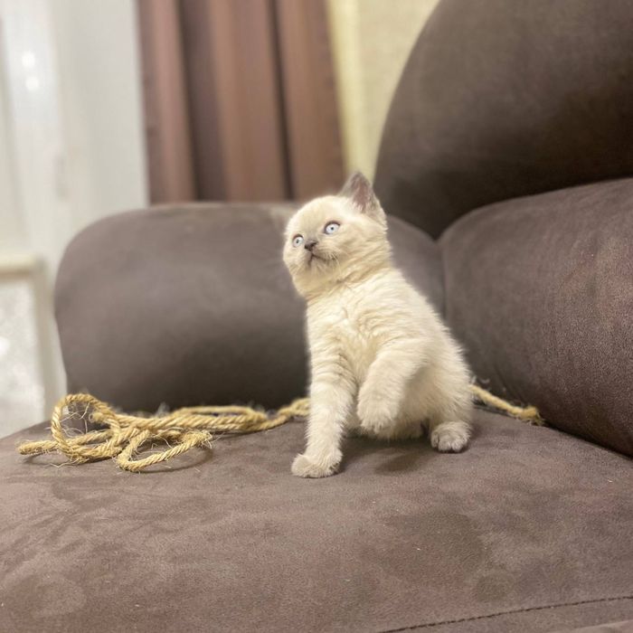 Котята Блю поінт скоттиш страйт, шотланське кошеня хлопчик