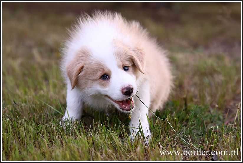 Psy szczeniaki Border Collie ZKwP FCI