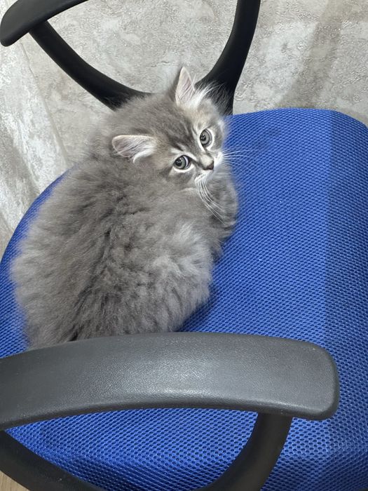 Шотландське кошеня скотіш-страйт