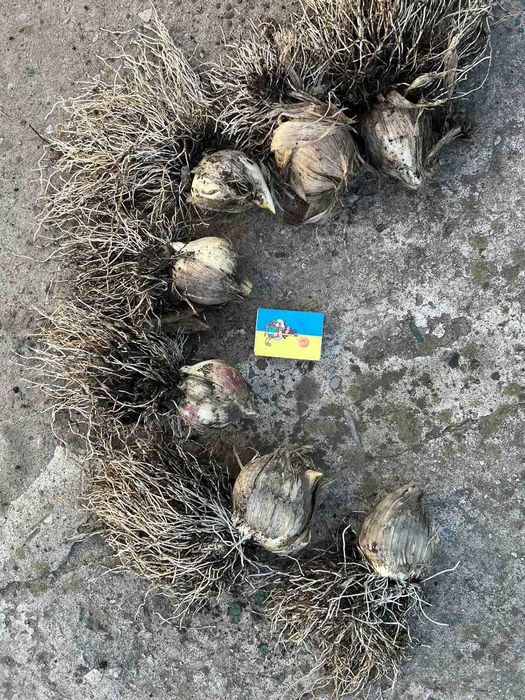 Цибуля Суворова/Allium suworowii