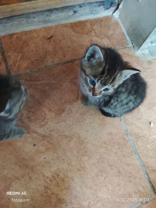 Oddam za darmo piękne kotki.