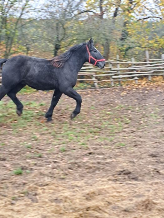 Sprzedam ogiera szpaka