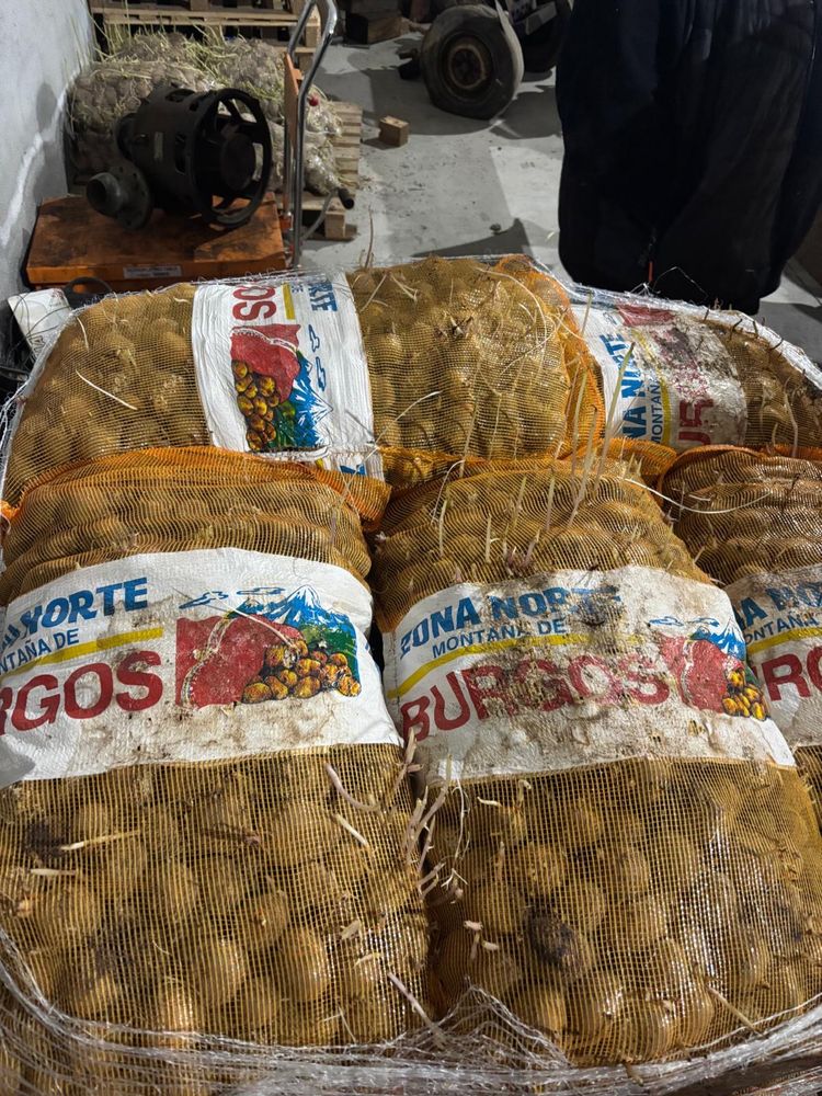 Semente de batata agria