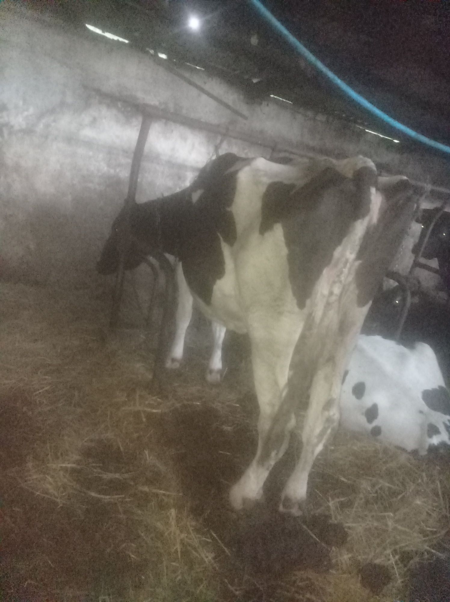 Sprzedam krowe HF 6 lat
