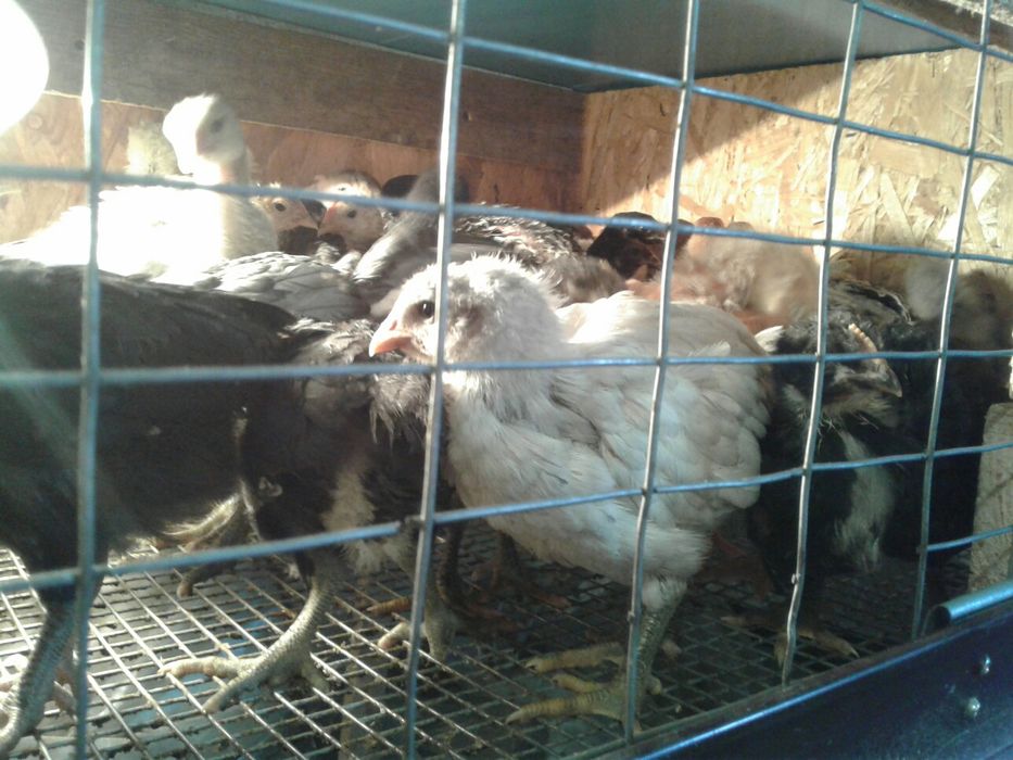 Курчата домашні м'ясо яєчна порода Джерси  вивод 05.02.23