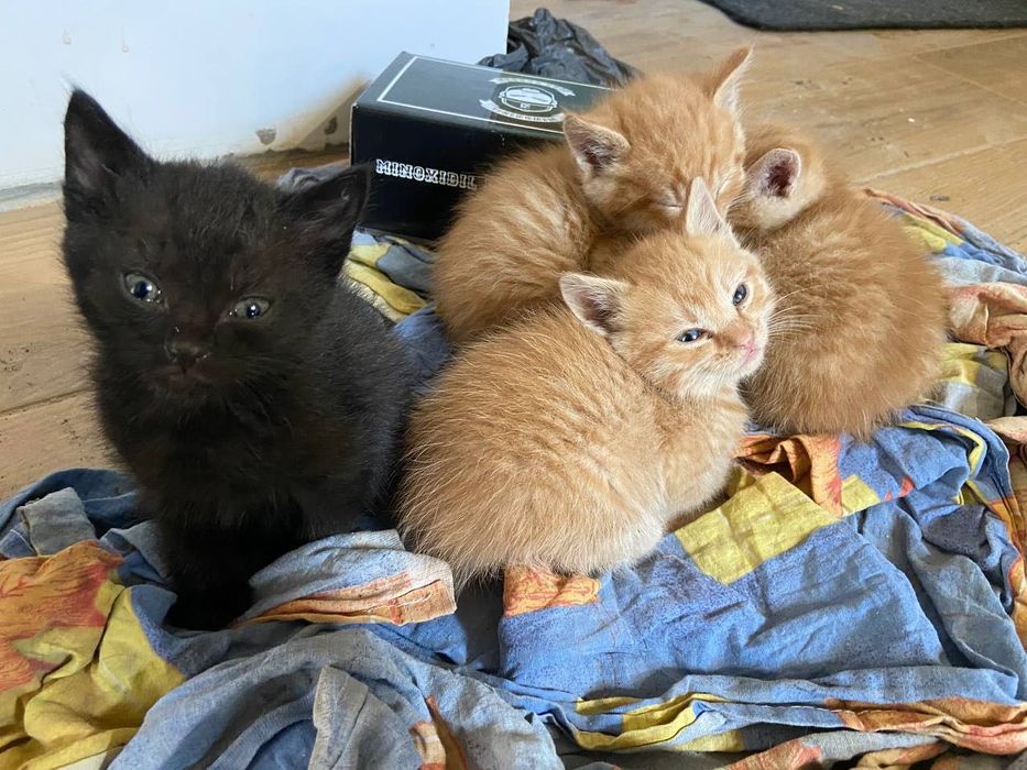 Котенята в добрі руки