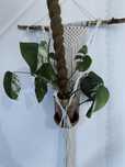 Monstera variegata dwie sadzonki