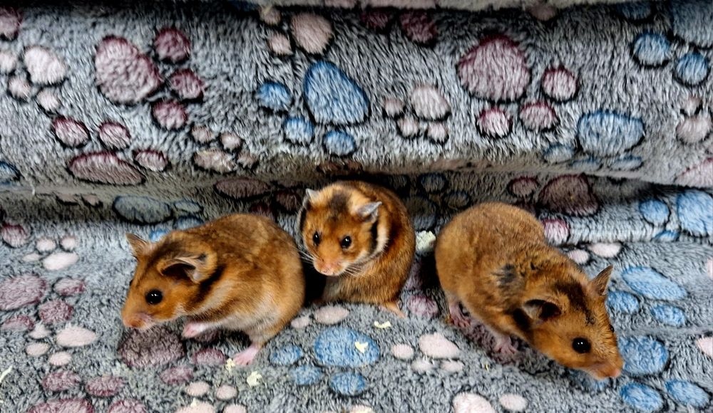 Chomiki syryjskie samce i samiczki.