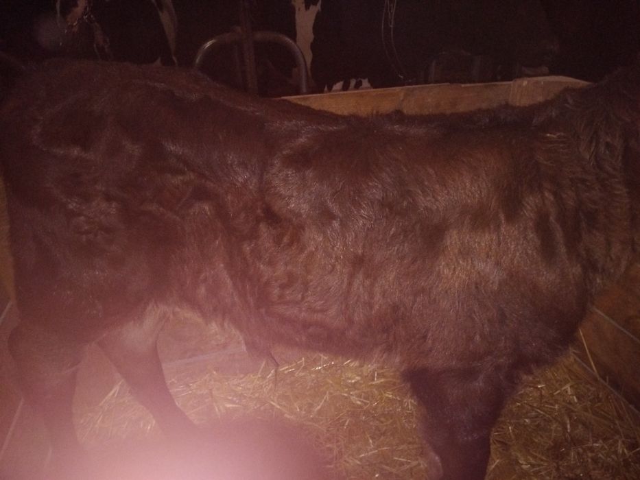 Witam posiadam na sprzedaż jaóweczkę