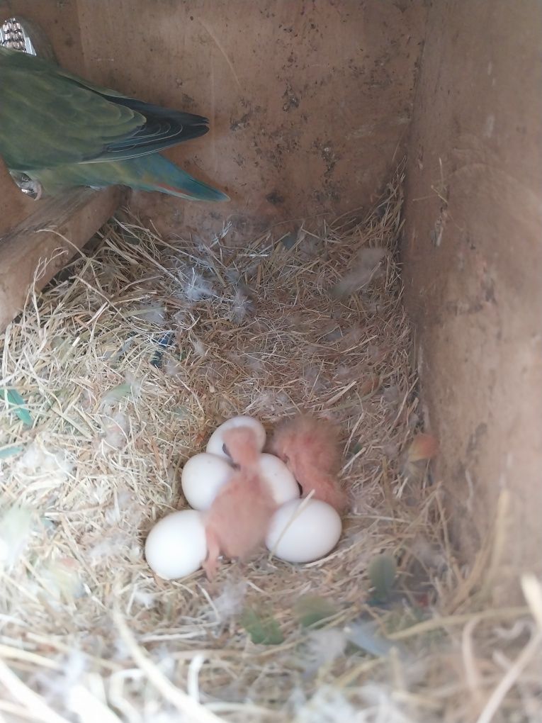 Agapornis longfeathers para domesticar