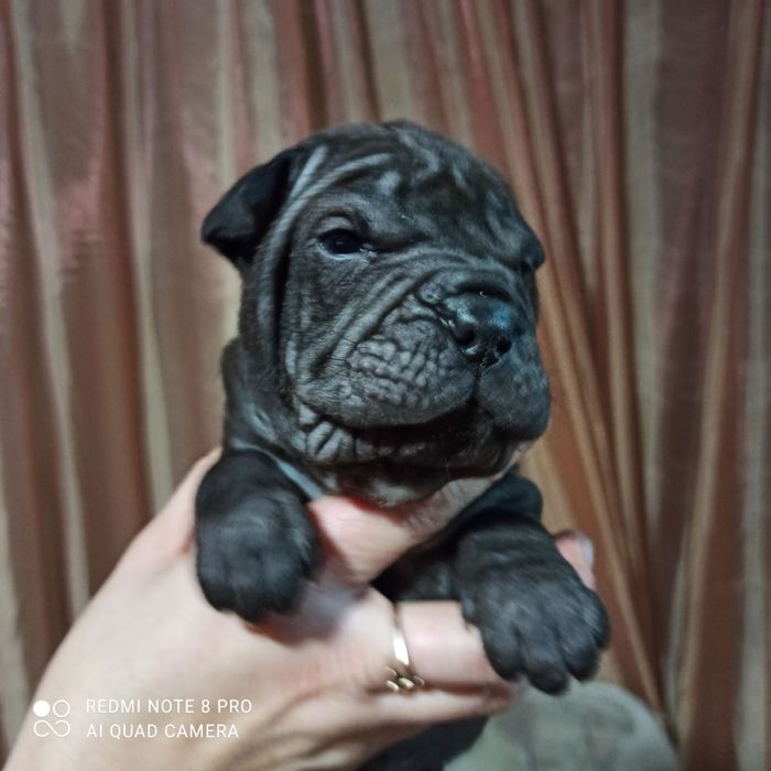 Мини девочка шарпей минипей