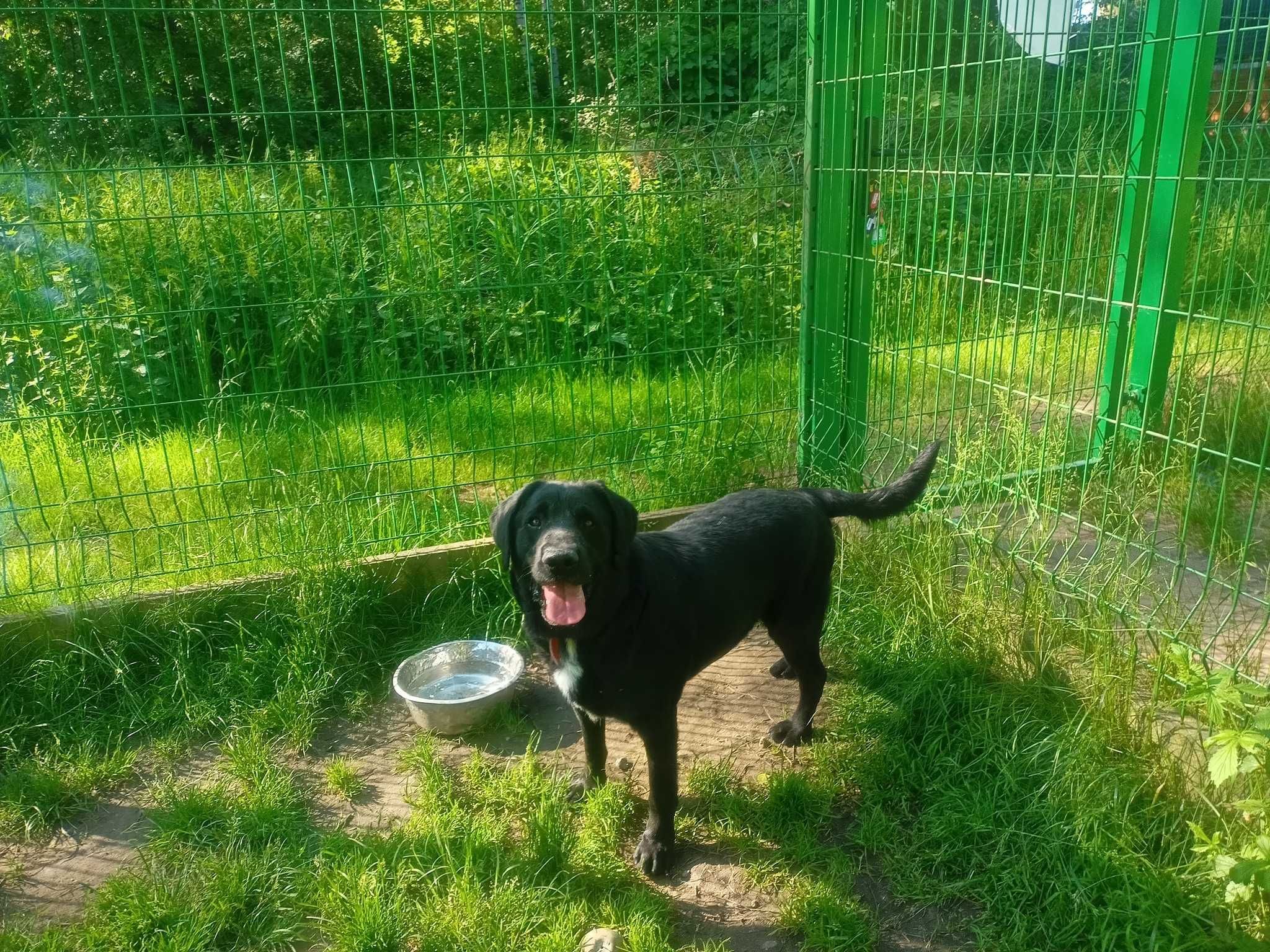 Meksyk w typie labrador retrievera - schronisko