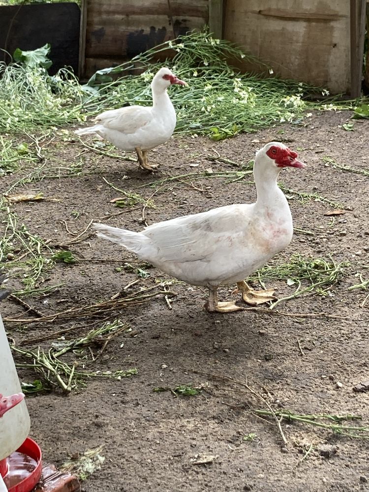 Patos mudos caseiros  para consumo ou reprodução