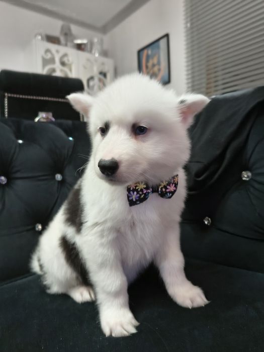 Suczka Azja łajka jakucka FCI niebieskie oczka dobrze specjalizowana