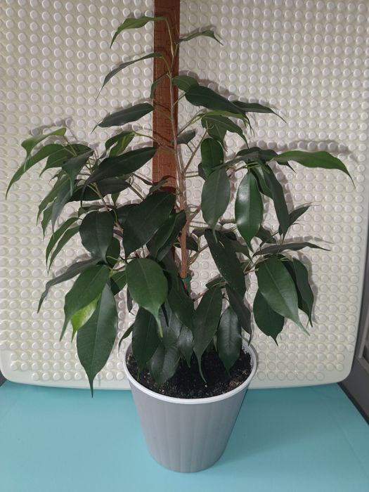 Продам   юкку  та фікуси.Поштою не відправляю !!!