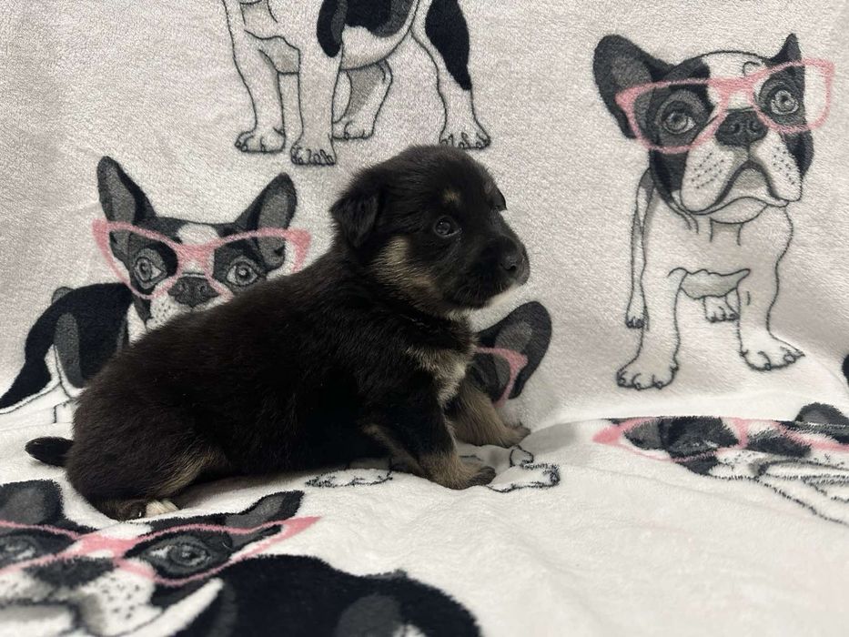 Маленькі хлопчики-цуценята шукають дім!