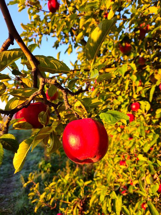 Jabłka prosto z sadu gala mekintosz spartan