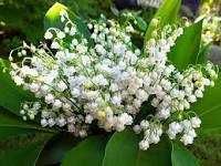 цветы - растения -   белые ландыши