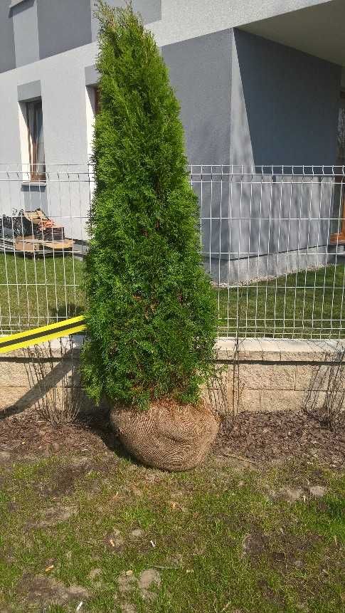 Tuja Thuja Szmaragdowa Producent