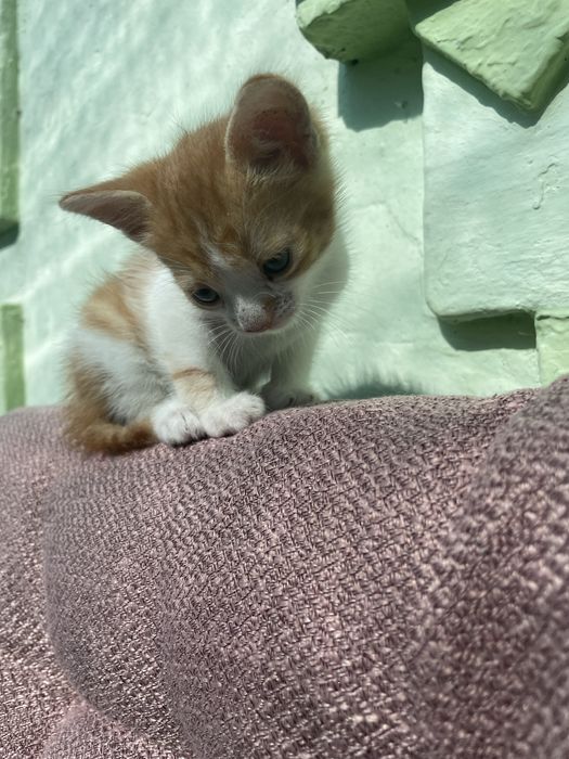Віддамо кошеня, дівчинка