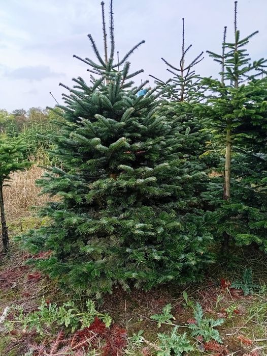 Jodła kaukaska CHOINKI 400cm