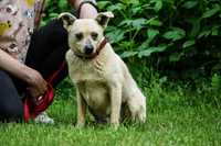 Sewen - niewielki, łagodny śliczny pies szuka domu