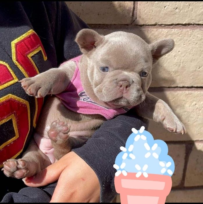 Хлопчик.   Ізабелла !