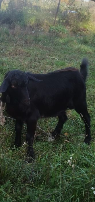 Случка, парування, вязка, ЦАП козел покроет вашу козу