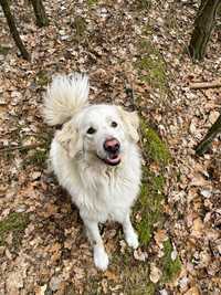 Rio - pies w typie Owczarka Podhalańskiego szuka domu