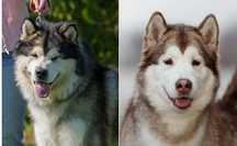 Alaskan Malamute Arctic Challenge Poland FCI