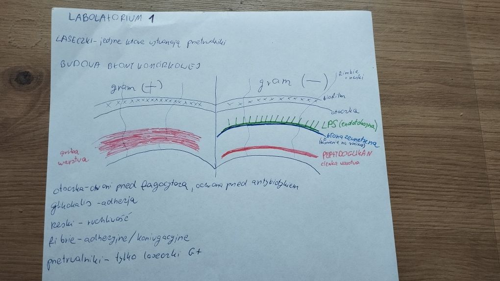 Notatki mikrobiologia