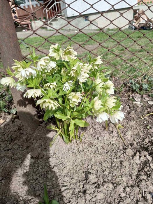 Морозники весняні багаторічні