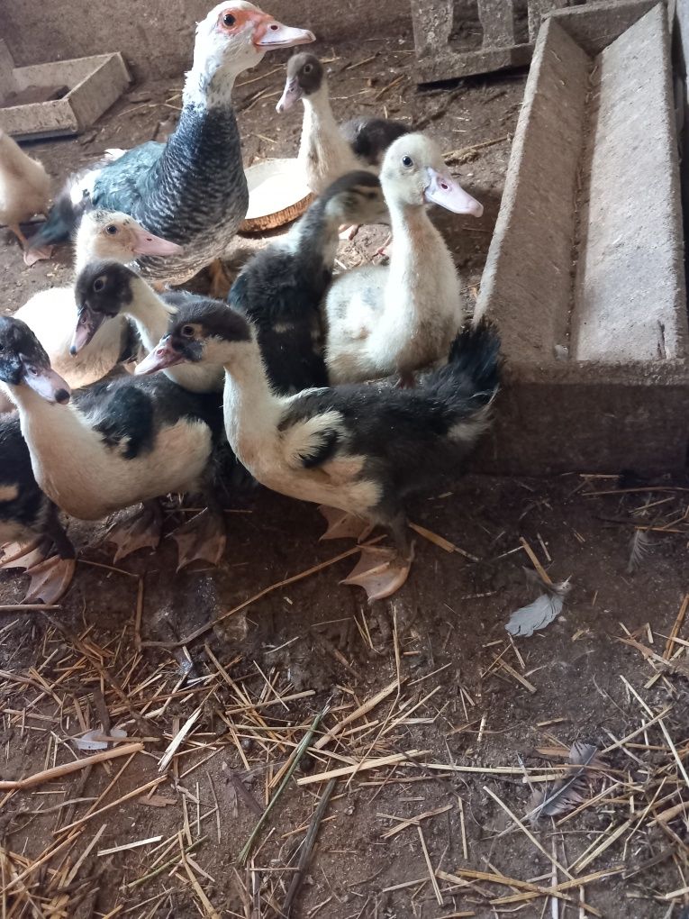 Vendo patos mudos novos