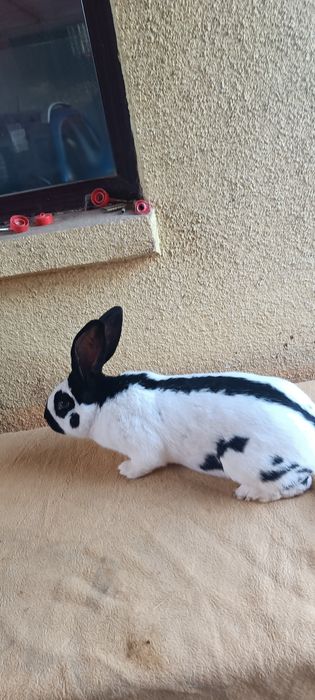 Króliki hodowlane - samica kotna srokacza niemieckiego