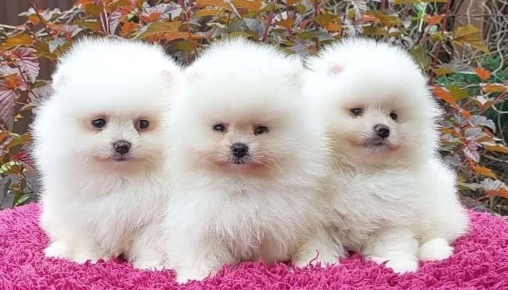 Крохи чудесные мини мальчики