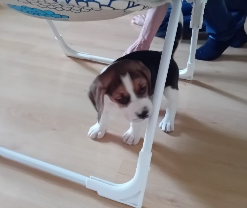 Beagle piesek trikolor