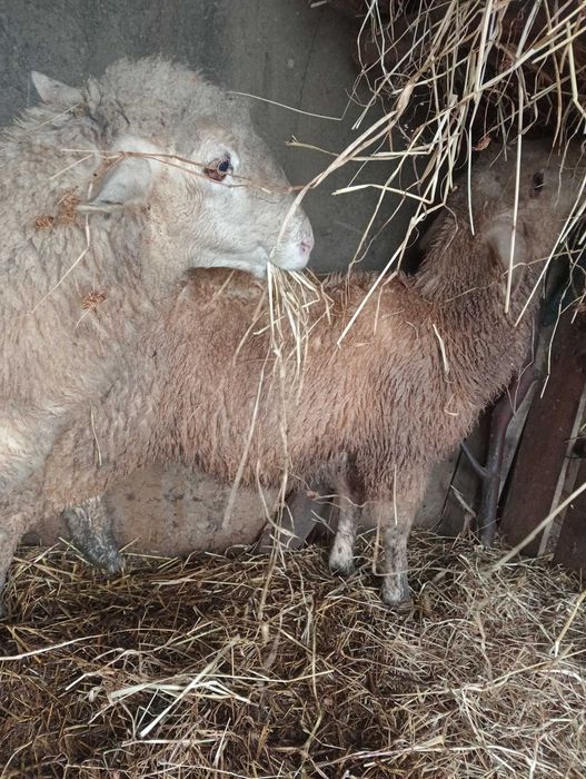 Borrego com 4 meses